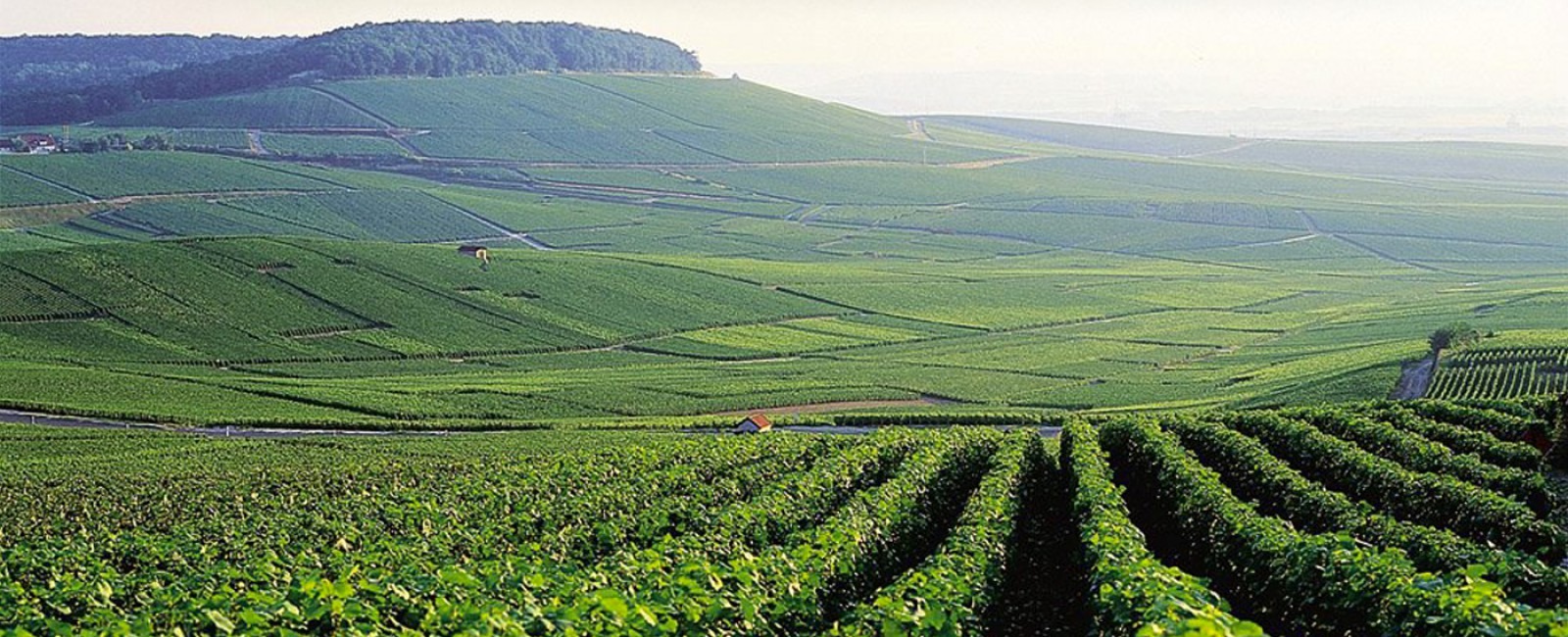 finest-vineyards